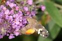 ZZ_ZZXYX_D8297_Z_85_Les Gris_Frankrijk